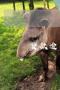 贷款逾期 担保人几天上征信 贷款逾期 担保人几天上征信